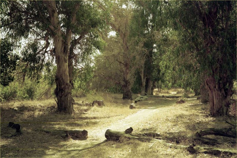 Path And Eucalyptus Trees