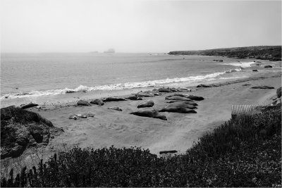 Female and Baby Elephant Seals