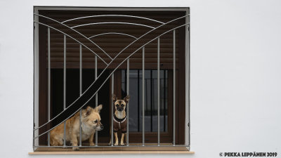 Dogs window