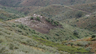 Sheep