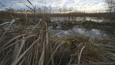 New year reeds