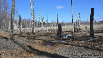 Sunken forest