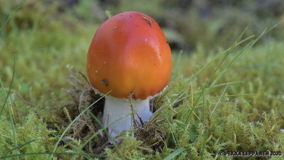 Mushrooms in my back yard / fly agaric II