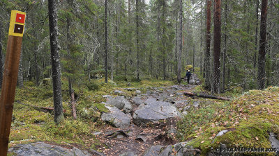 Rocky forest trail II