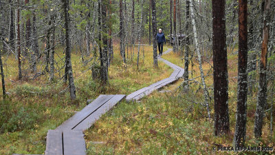 Duckboards / swampy forest trail 