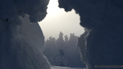 Frozen trees behind frozen trees