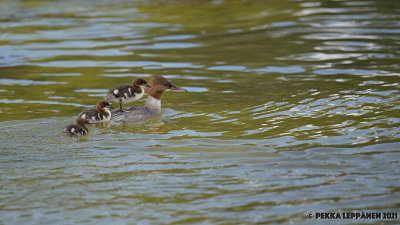 Goosander mum taking the chicks for a ride