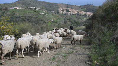 Sheep between hills