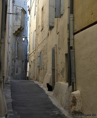 Montpellier cat