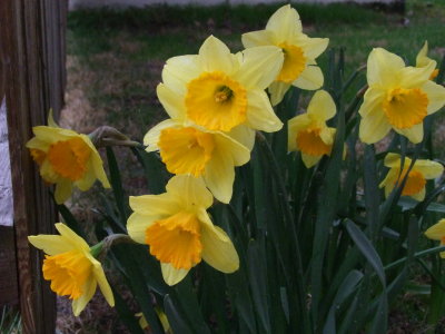 DSCF0530.JPG