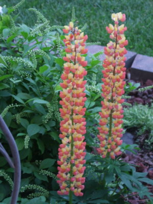 DSCF0547.JPG