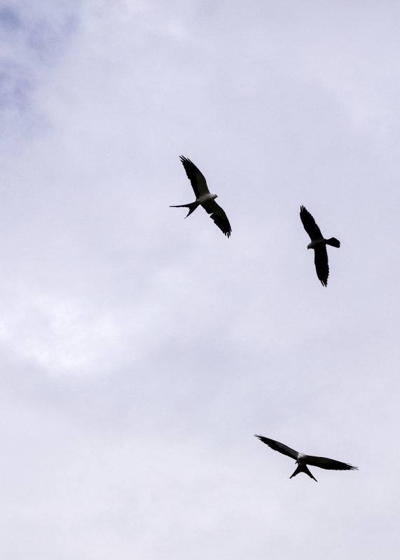 2N9A0827 Swallow-tailed Kites.jpg