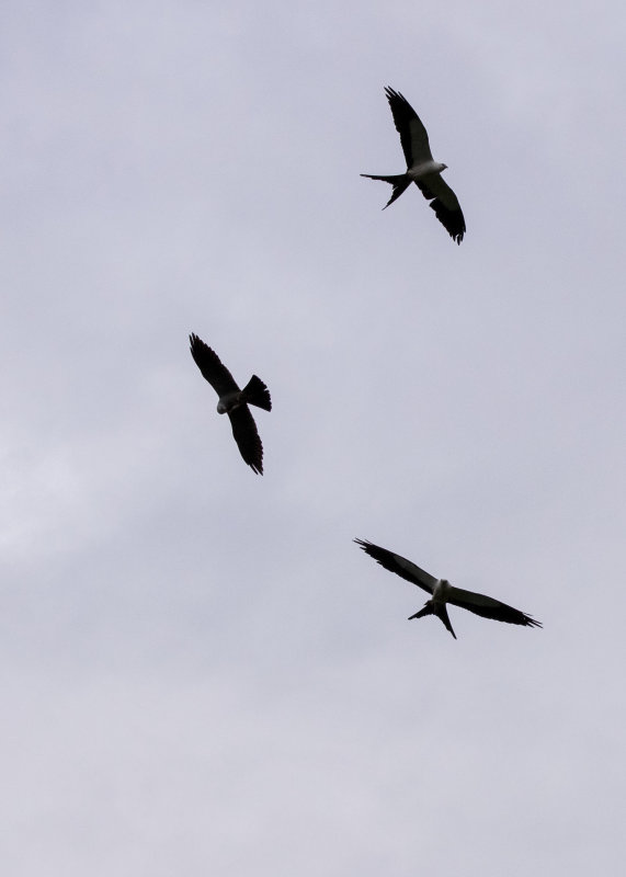 2N9A0828 Swallow-tailed Kites.jpg