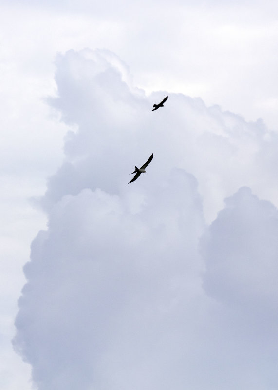 2N9A0844 Swallow-tailed Kites.jpg