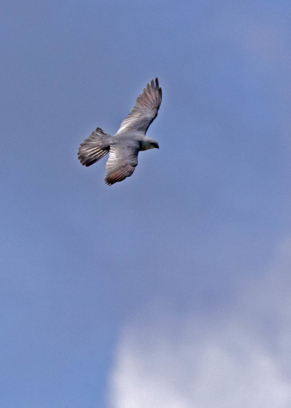 2N9A1026 Mississippi Kite.jpg