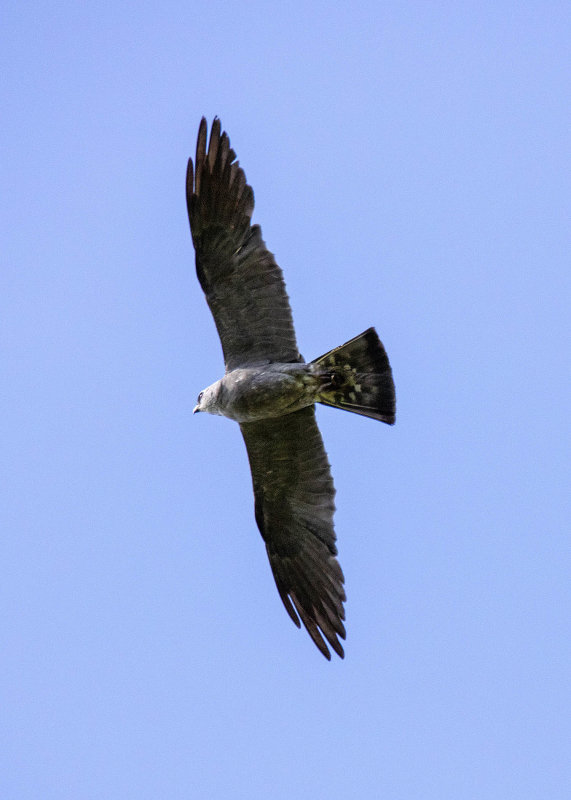 2N9A1049 Mississippi Kite.jpg