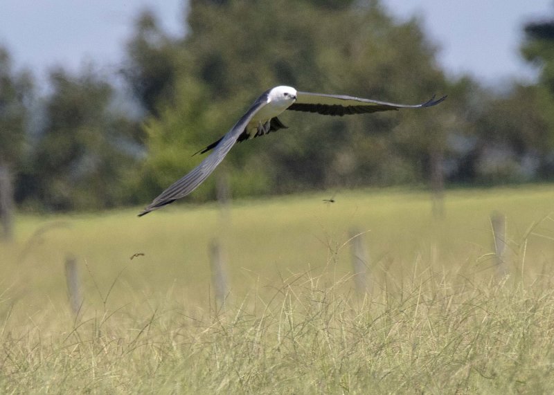 2N9A1120 Swallow-tailed Kite.jpg