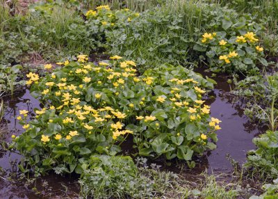 2N9A3226 Marsh Marigolds - Ditch Flowers.jpg