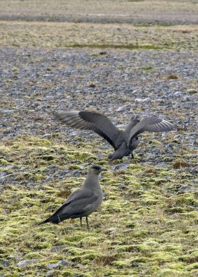 2N9A3321 Nesting Skua.jpg