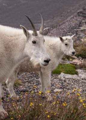 2N9A5386 Mt Evans Mountain Goats.jpg