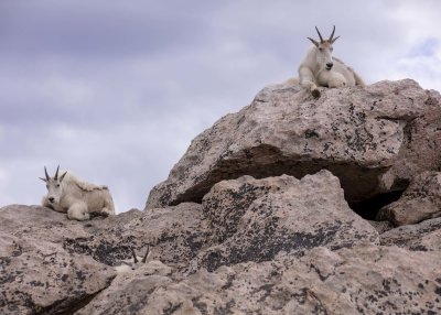 2N9A5435 Mt Evans Mountain Goats.jpg