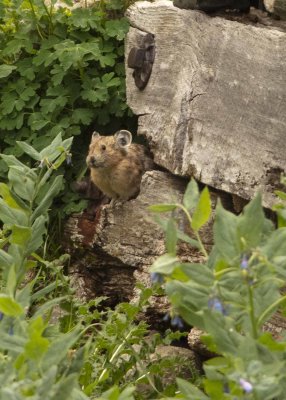 2N9A5691 Little Giant Basin Pika.jpg