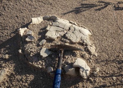 2N9A6393 Horse Hill Tortoise.jpg
