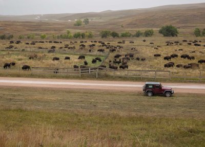 2N9A6647 Custer State Park Buffalo.jpg