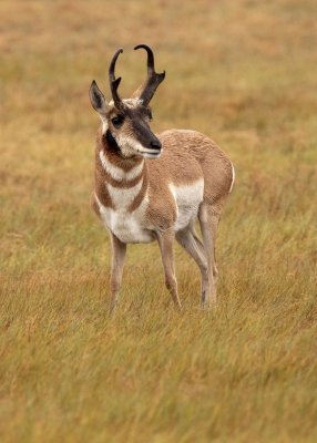 2N9A6710 Pronghorn Antelope Custer StPk.jpg