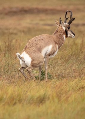 2N9A6719 Stooping antelope.jpg