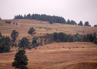 2N9A6742 Buffalo Wind Cave NP.jpg