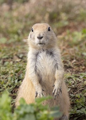 2N9A6834 Badlands NP prairie dog.jpg