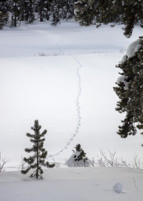 2N9A0117 Snow tracks.jpg