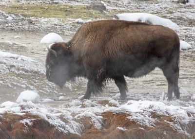 2N9A0176 Yellowstone Biscuit Basin.jpg