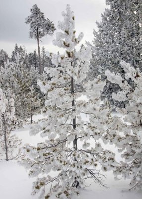 2N9A0280 Yellowstone.jpg