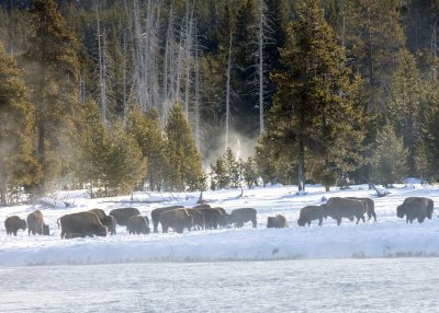 2N9A0340 Yellowstone.jpg