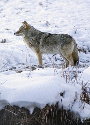 2N9A0354 YellowstoneCoyote.jpg