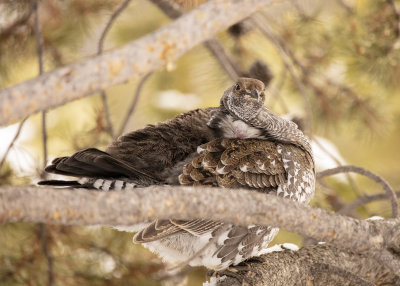 2N9A0370 Yellowstone grouse.jpg