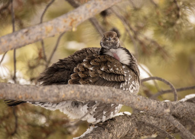 2N9A0375 Yellowstone grouse.jpg