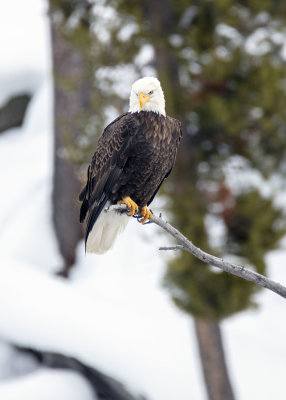 2N9A0402 Yellowstone eagle.jpg