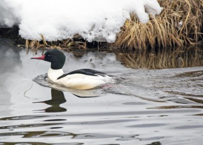 2N9A0418 Yellowstone Common Merganser.jpg
