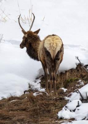 2N9A0434 Yellowstone Elk Butt Mammoth Hot Springs.jpg