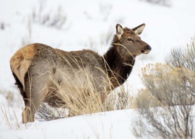2N9A0437 Yellowstone Elk Mammoth Hot Springs.jpg