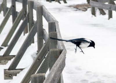 2N9A0444 Yellowstone magpie.jpg
