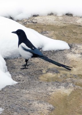 2N9A0455 Yellowstone Magpie.jpg