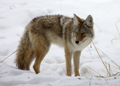 2N9A0462 Yellowstone Coyote Lamar Valley.jpg