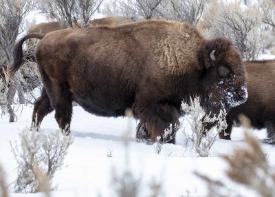 2N9A0486 Yellowstone Bison Lamar Valley.jpg