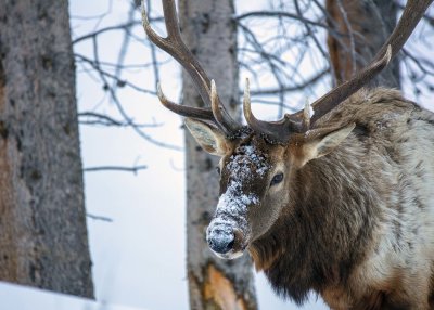 2N9A0514 Yellowstone Elk.jpg