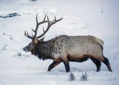 2N9A0530 Yellowstone Elk.jpg
