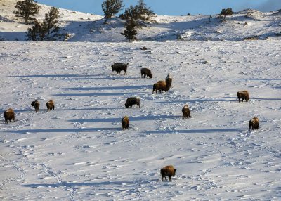 2N9A0545 Yellowstone Bison Lamar Valley.jpg